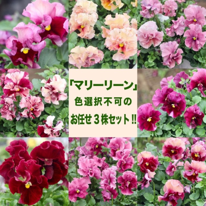 色を選べないからお買得★お任せ3株セット♪ うえたパンジー「マリーリーン」【色選択不可】