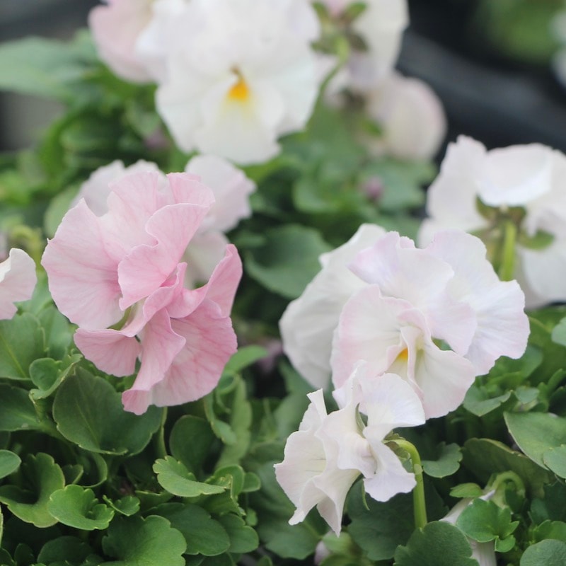 うえたオリジナルビオラ 試験品種 No.128 ＜B＞(3.5号ポット)