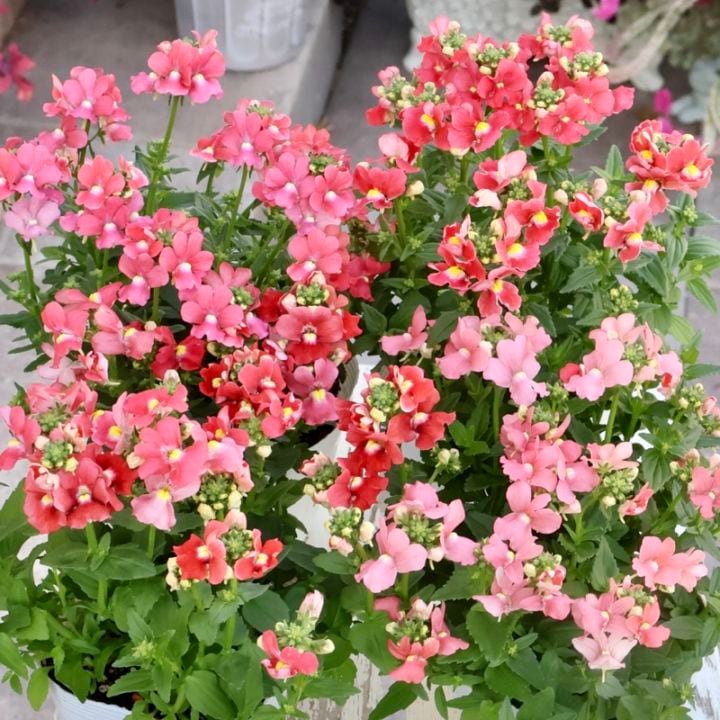 超おすすめボリューム満点株☆宿根ネメシア「アレンジアプリコット」