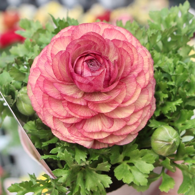 画像の現品♪ラナンキュラス・セレンディシリーズ☆1番