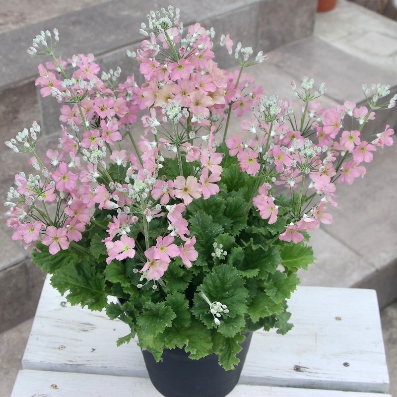 ボリューム満点!!5号鉢☆サントリーさんのサクラソウ・ウインティー「ピーチ」