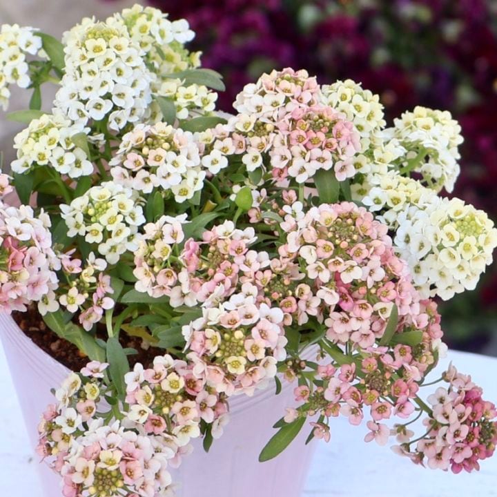 サトウ園芸さんのアリッサム「アリュール」2番 イエロー&アプリコットMIX《3号ロングポット》