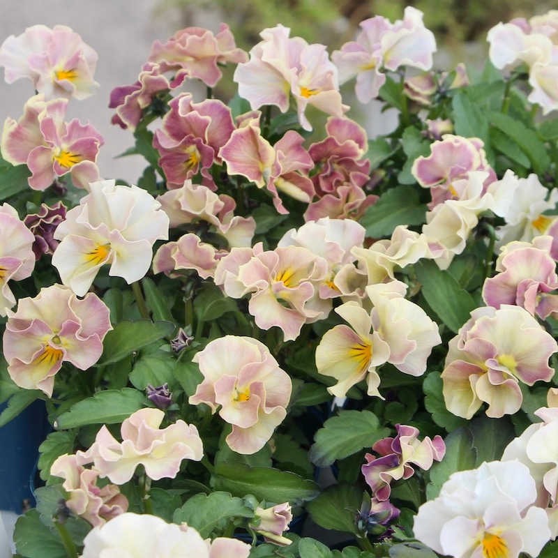 画像で花色を選べる!! サトウ園芸さんのビオラ・ヌーヴェルヴァーグ「アンジュ」色グループ2番