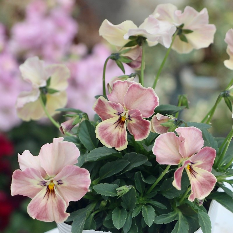 激レア!! 現品1点限り☆うえたビオラ 試験品種 No.140 ＜11＞(3.5号ポット)