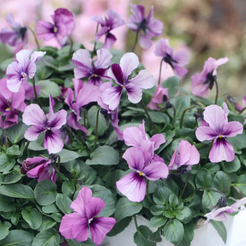 うえたビオラ「パピヨンワールド」22-09番(3.5号ポット)