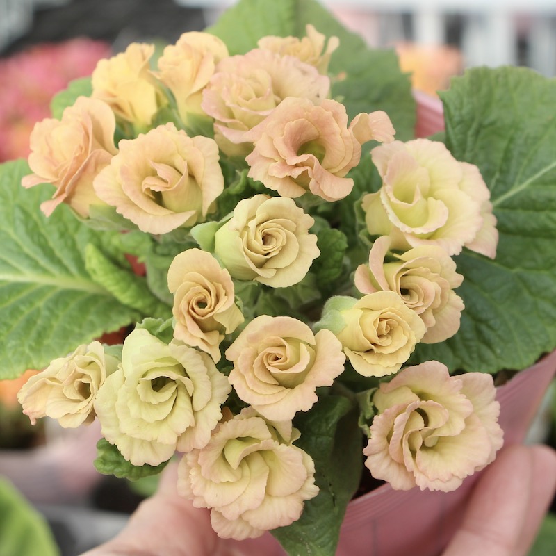 画像で花色を選べる!! バラ咲きプリムラ・ジュリアン「ミステリーモカ」2番