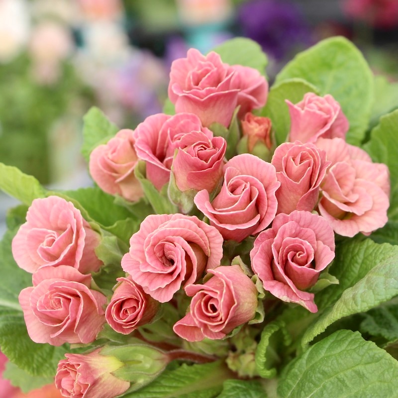 画像で花色を選べる!! バラ咲きプリムラ・ジュリアン「ミステリーモカ」5番