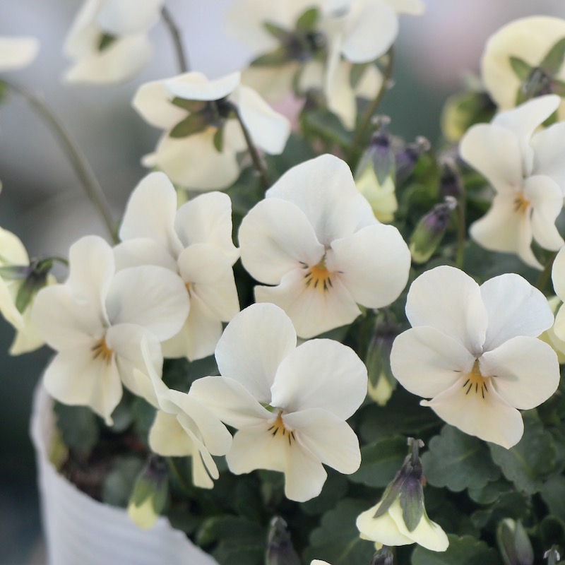 フラワーハーツさんの小輪ビオラ・ビオレッタ「ミスピーチ」