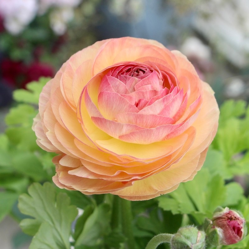 ラナンキュラス・エトワール 画像の現品1点限り》2色植えでお得♪うえたさんのラナンキュラス