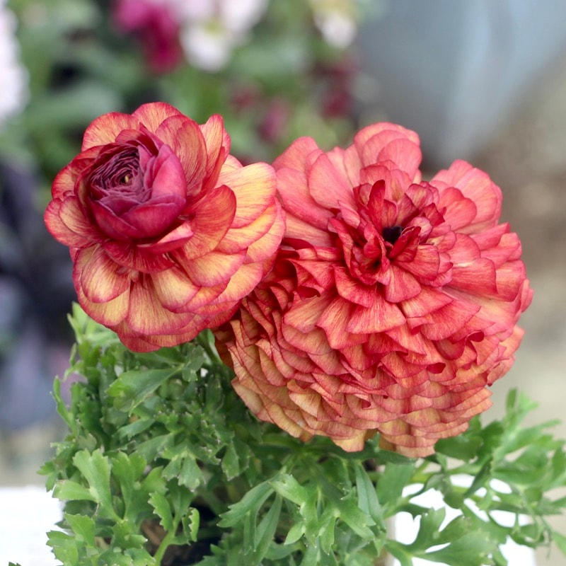 商品一覧｜ガーデニング雑貨と花苗のセレクトショップ～風散歩～