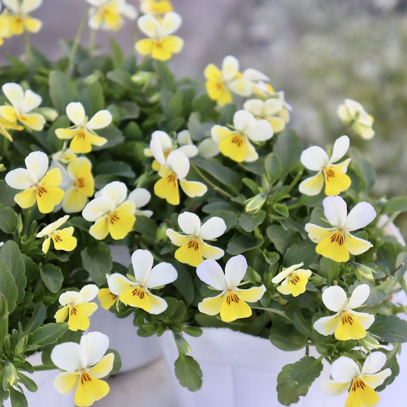 フラワーハーツさんの小輪ビオラ・ビオレッタ「ダックレモン」