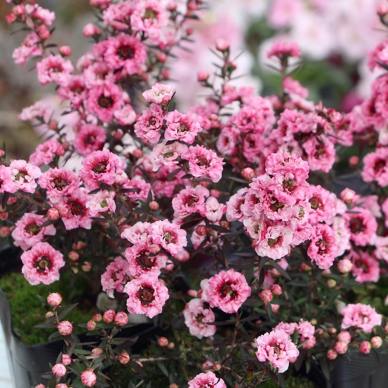 ギョリュウバイ(レプトスペルマム)3号ポット