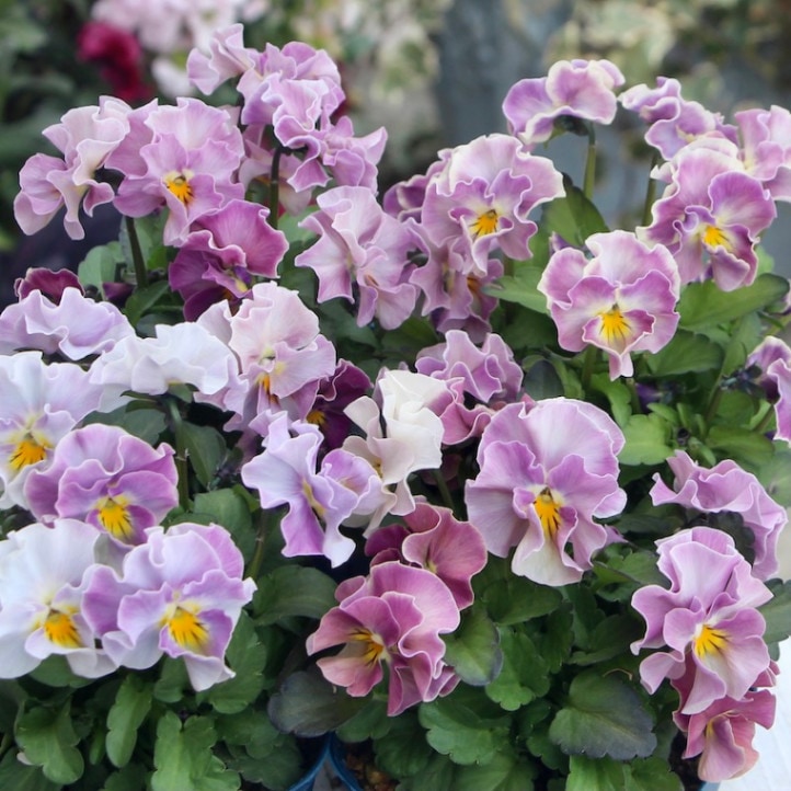 画像で花色を選べる!! サトウ園芸さんのビオラ・ヌーヴェルヴァーグ「アンジュ」色グループ3番