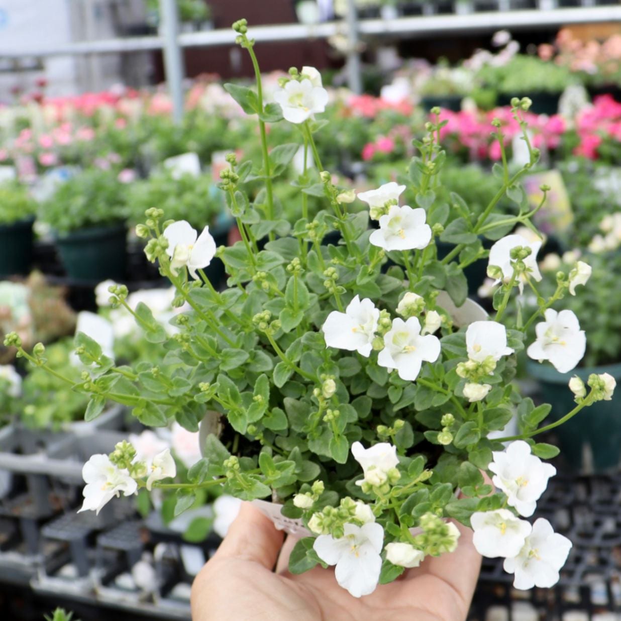 ディアスシア・ピカデリー「ホワイト」(3.5号ポット)