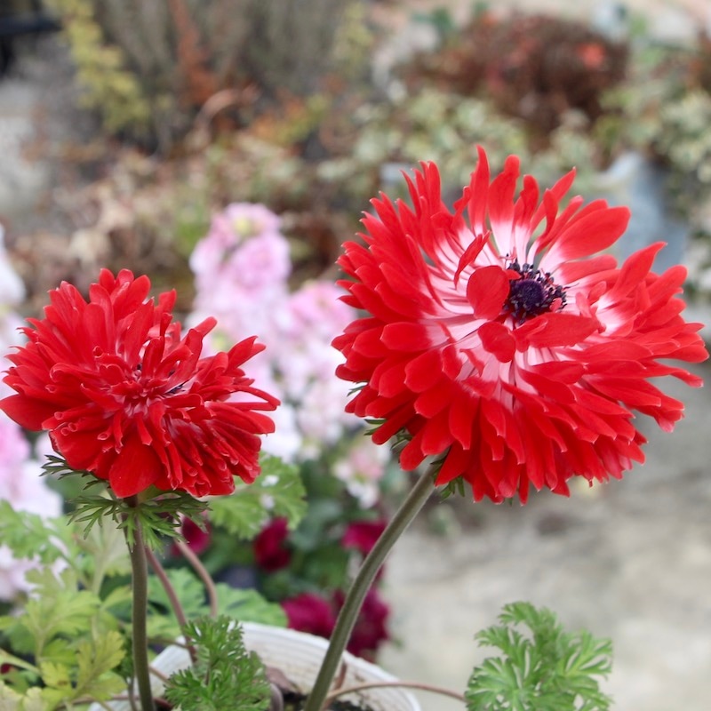 現品1点限り☆アネモネ・オーロラ〈23-01〉(3.5号ポット)