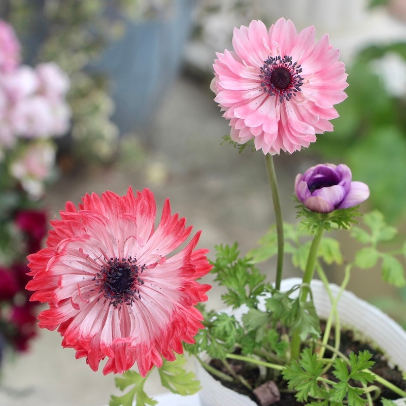 現品1点限り☆アネモネ・オーロラ〈23-03〉(3.5号ポット) アグラオネマ