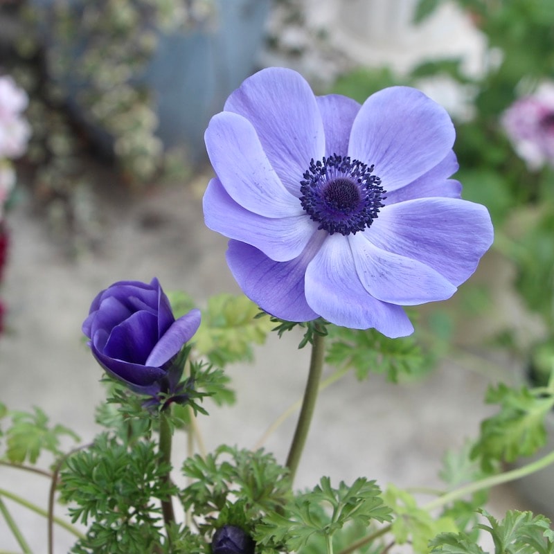 945　アネモネ マーガレット🌼＆アネモネの寄せ植え | CAINZ DIY Square