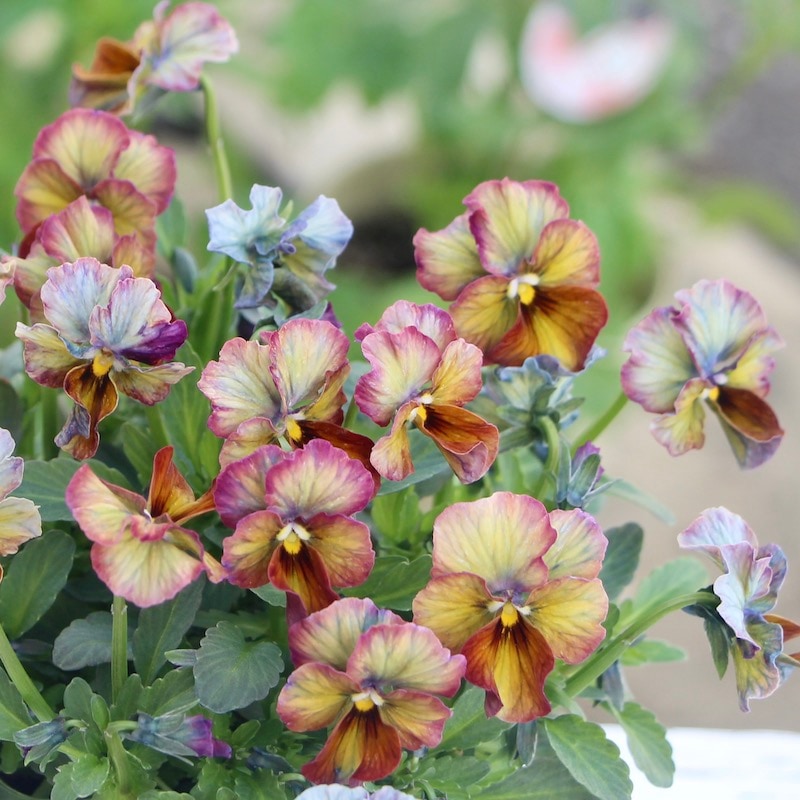 現品1点限り☆サトウ園芸さんのビオラ・ヌーヴェルヴァーグ☆10周年