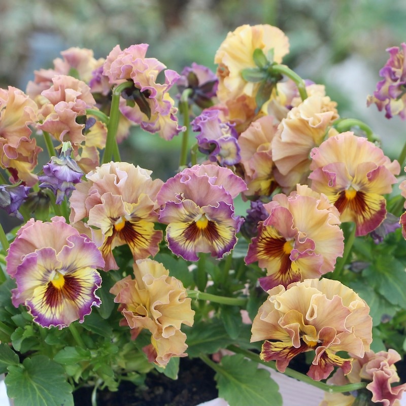 画像の現品!!コウロギさんのビオラ「NOBUKOセレクション★プチフリル」＜22-06＞(3.5号ポット)