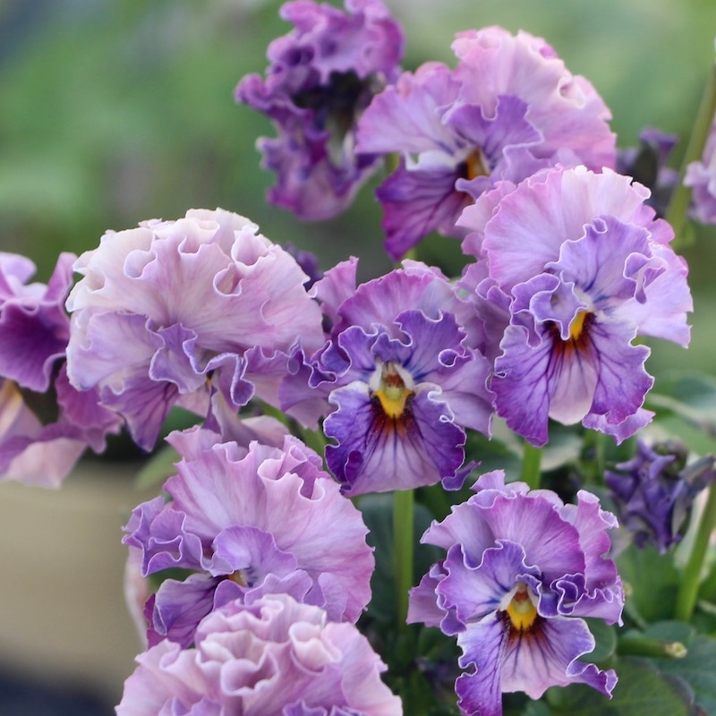 画像の現品!!コウロギさんのビオラ「NOBUKOセレクション★プチフリル」＜22-07＞(3.5号ポット)