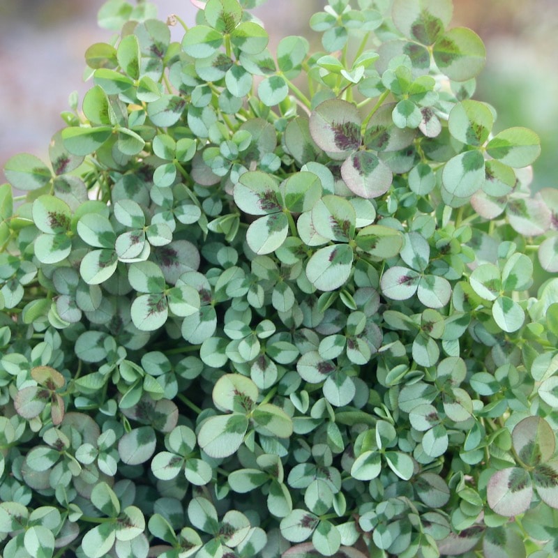 プリンセスクローバー「レオノア」(3.5号ポット)