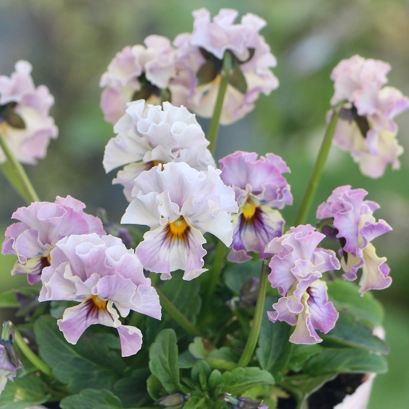 現品1点限り!!コウロギさんのビオラ「NOBUKOセレクション★プチフリル」＜22-09＞(3.5号ポット)