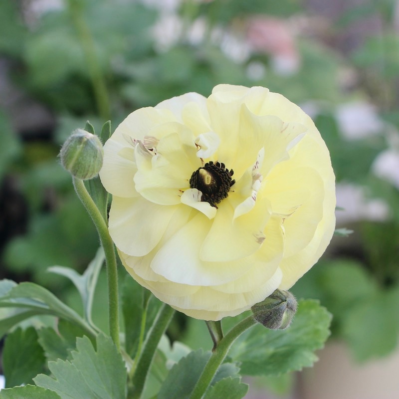 画像の現品!!うえたオリジナル・ラナンキュラス「エトワール」23-22番