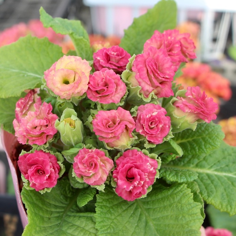 バラ咲きプリムラ・ジュリアン「ミステリーモカ」10番