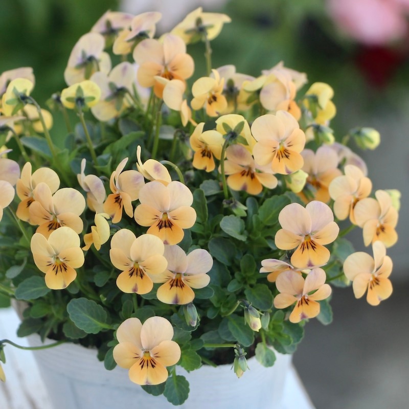 フラワーハーツさんの小輪ビオラ・ビオレッタ「タンジェロ」 フラワーハーツさんの小輪ビオラ・ビオレッタ「タンジェロ」