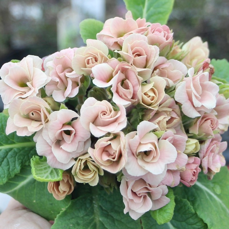 バラ咲きプリムラ・ジュリアン「ミステリーモカ」12番