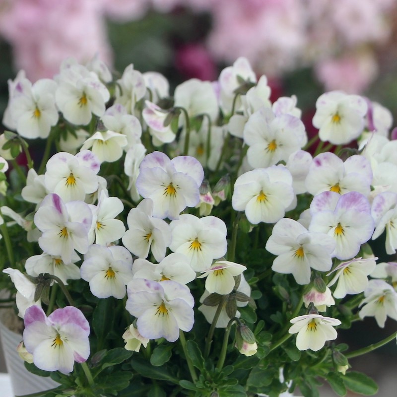 現品1点限り☆フラワーハーツさんの小輪ビオラ・ビオレッタ