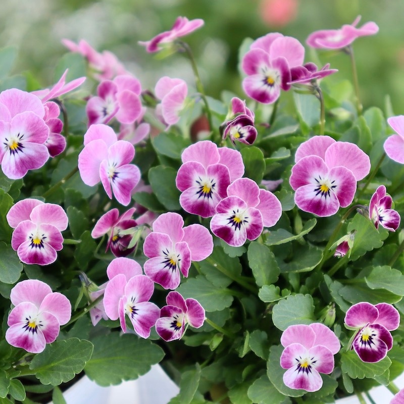 DA　小輪ビオラ VEGIHANA FARMさん】 小輪ビオラ 『ビオレッタ・しずく D』 3.5寸POT