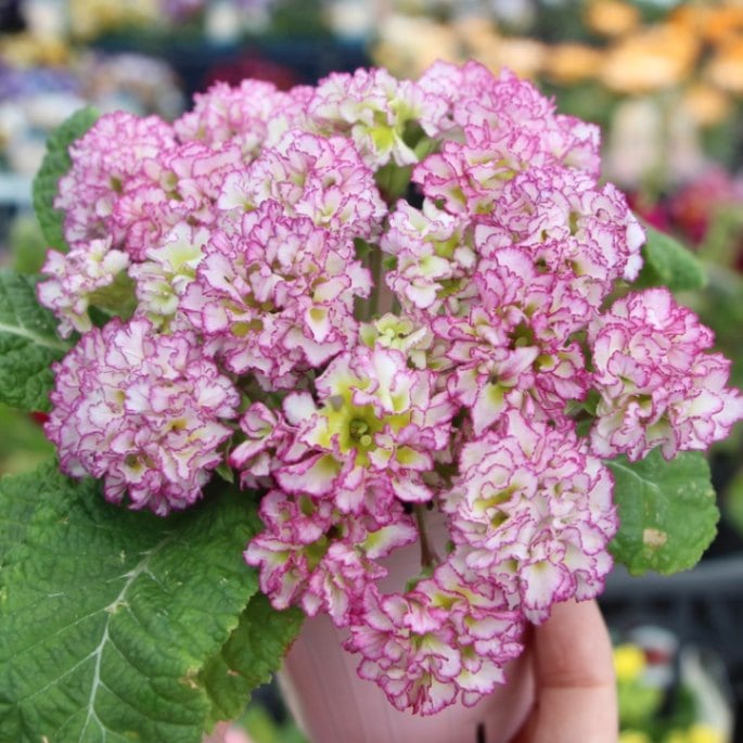 画像で花色を選べる☆ k－plantsさんのプリムラ「ポンポンラパン」8番