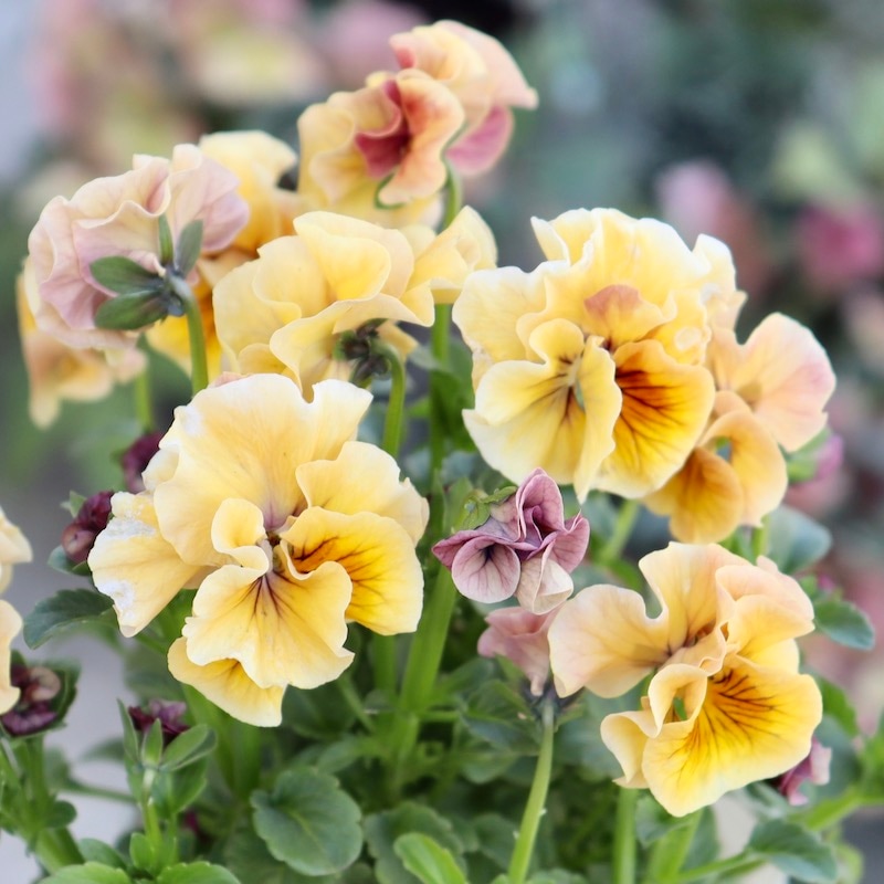 画像で色を選べる!!高知・植田さんのフリル咲きビオラ「マーブル」<44番>