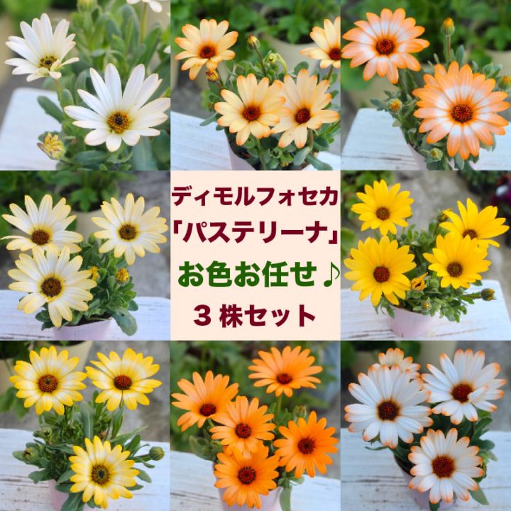 お買得☆k－plantsさんのディモルフォセカ「パステリーナ」お色お任せ3株セット