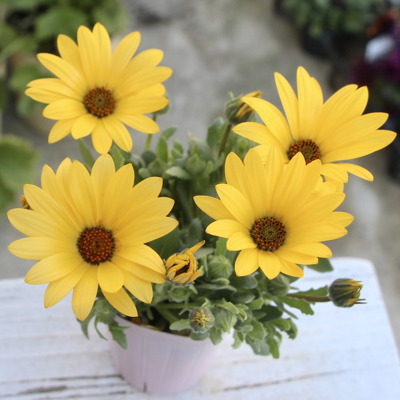 《画像で花色を選べる!!》k－plantsさんのディモルフォセカ「パステリーナ」6番(シルキーイエロー)