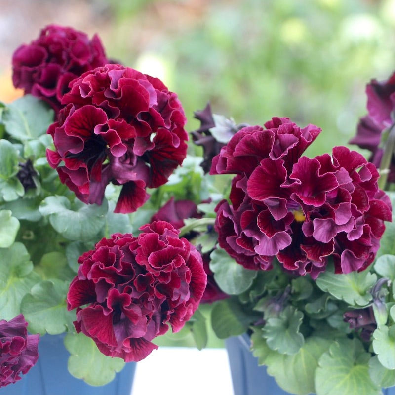 画像でざっくりの色を選べる!! サトウ園芸さんのパンジー「ドラキュラ」【色グループ8番】