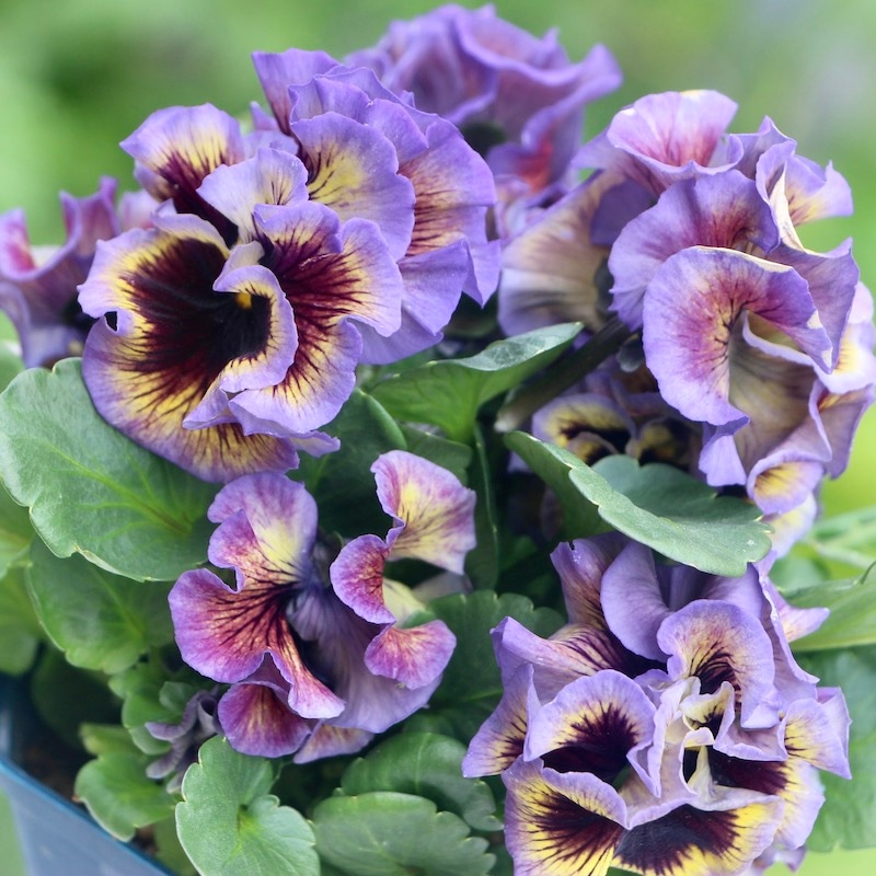 現品1点限り☆サトウ園芸さんのパンジー「ドラキュラ」(11番)