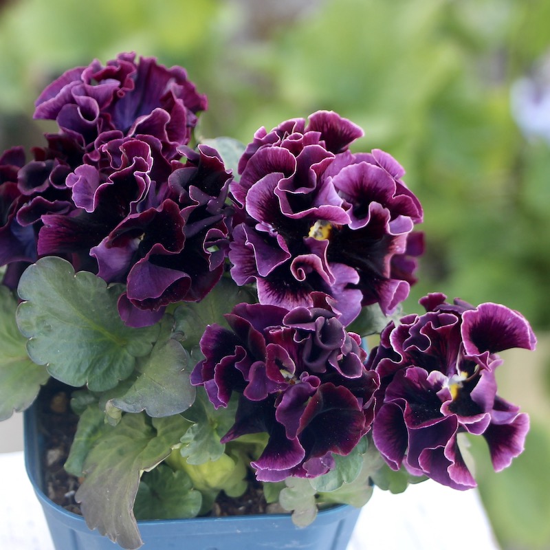 1点限り!! 画像とほぼ同じ色☆サトウ園芸さんのパンジー「ドラキュラ」(17番)