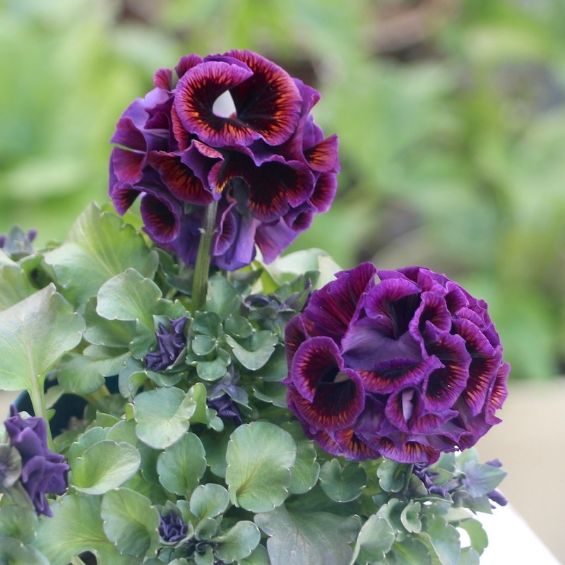 2点限り!! 画像とほぼ同じ色☆サトウ園芸さんのパンジー「ドラキュラ」(20番)