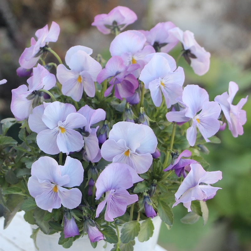 現品1点限り☆うえたビオラ 2022年度試験品種 22B-01(3.5号ポット)