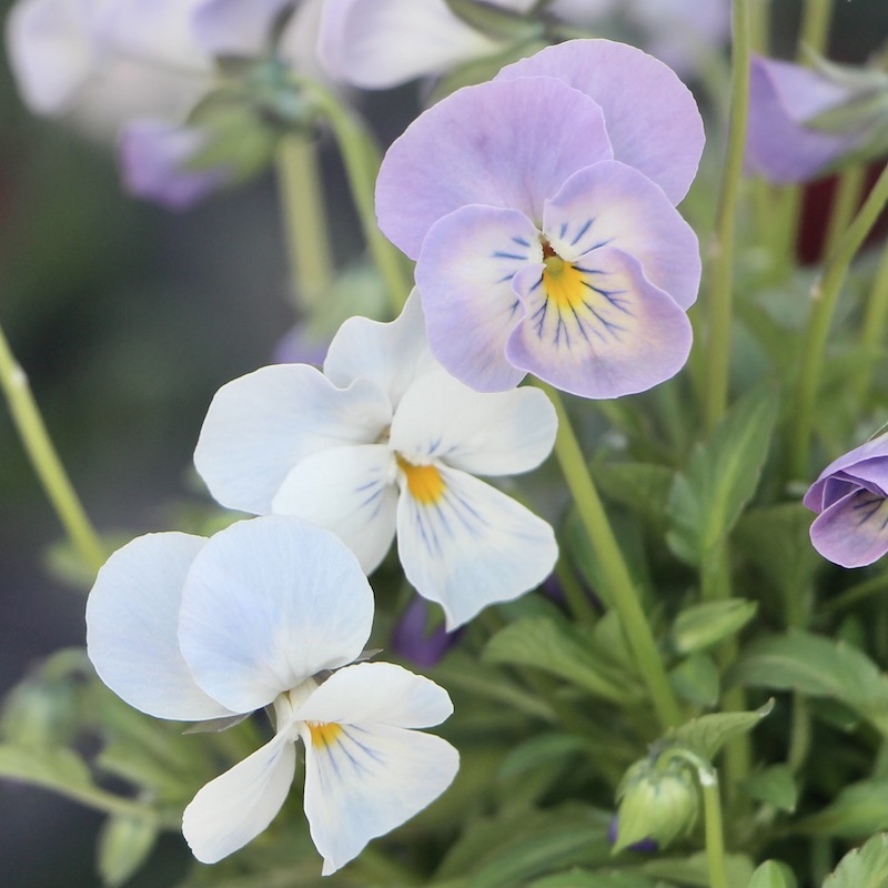 現品1点限り☆うえたビオラ 2022年度試験品種 22B-03(3.5号ポット)