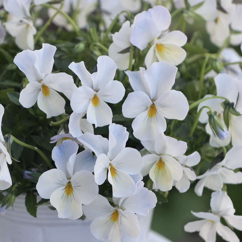 現品1点限り☆うえたビオラ 2022年度試験品種 22B-05(3.5号ポット)