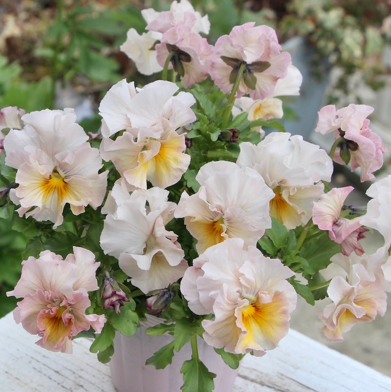 画像の現品1点限り☆うえたパンジー「マリーリーン」＜22SP-13＞(3.5号