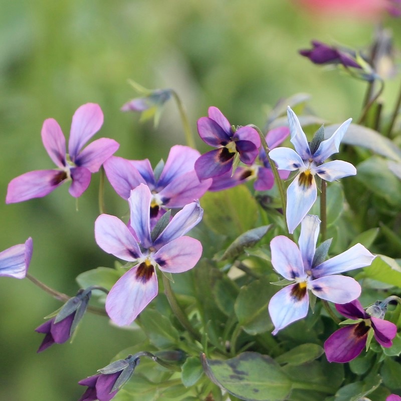 現品1点限り☆うえたビオラ「パピヨンワールド」22-13番(3.5号ポット)