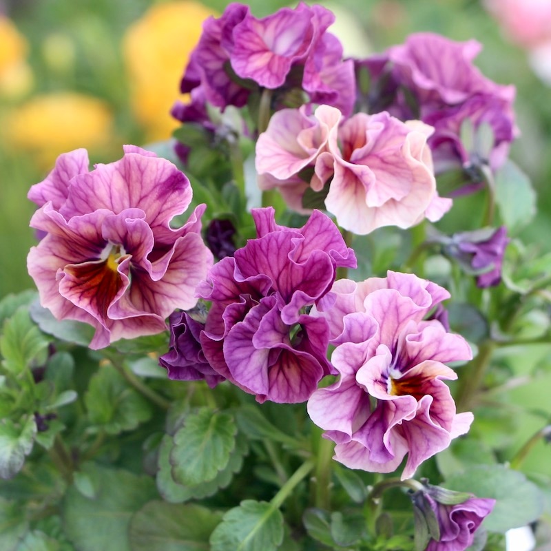 画像で色を選べる!!高知・植田さんのフリル咲きビオラ「マーブル」<36番>