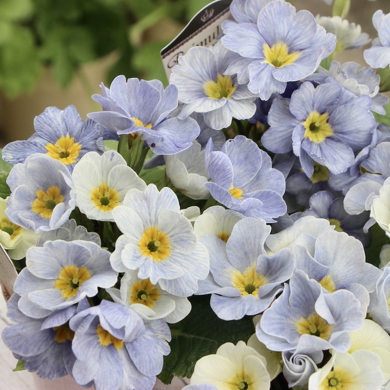 画像で花色を選べる☆k-plantsさんのプリムラ「ブルーエッジ」4番