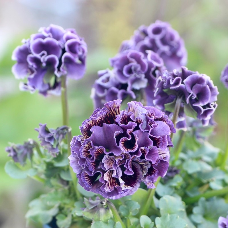 1点限り!! 画像とほぼ同じ色☆サトウ園芸さんのパンジー「ドラキュラ」(9番)