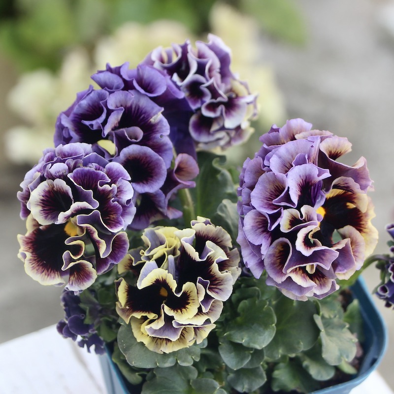 1点限り!! 画像とほぼ同じ色☆サトウ園芸さんのパンジー「ドラキュラ」(22番)