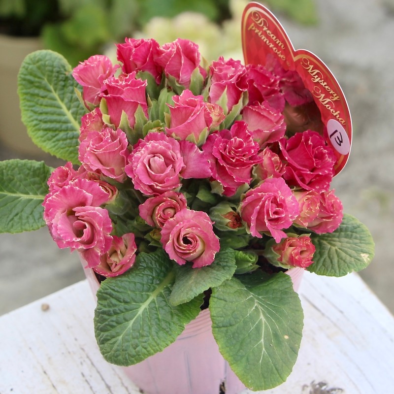 現品1点限り☆バラ咲きプリムラ・ジュリアン「ミステリーモカ」13番